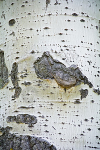 白纹质干树木头粗糙度森林背景图片
