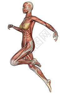 肌肉解剖图女性解剖图生物学锻炼二头肌器官身体插图保健跑步医疗运动背景