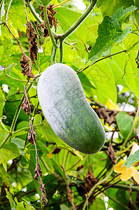 有腐必反Wax 古腐生活收成热带壁球饮食营养花园食物冬瓜投标背景