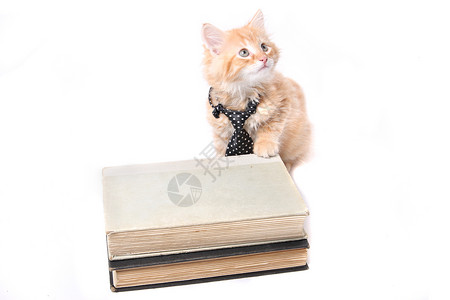 柳橙小猫爪子条纹宠物图书教科书橙子兽医商业领带教育背景图片