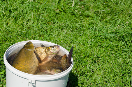 签文桶在草原上的水桶中捕捞大型渔获量背景