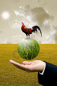 卖鸡商务人士用鸡肉 有机农场概念来展示绿色星球想像力草地花园动物投资者商业投资农业男人翅膀背景