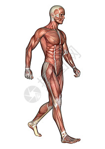 肌肉解剖图男性解剖图药品身体科学卫生运动数字二头肌男人躯干白色背景
