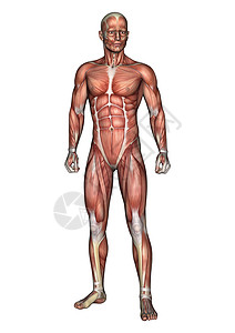 肌肉解剖图男性解剖图躯干科学运动身体卫生肌肉药品白色保健二头肌背景
