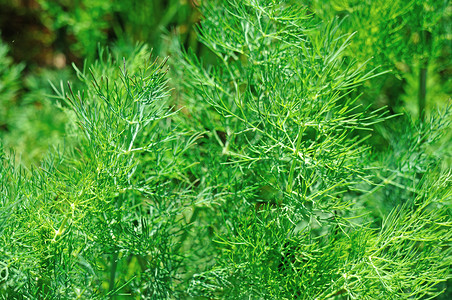 莳萝杂草在花园里放绿色的花草调味品食物健康草本植物植物植物学味道墙纸农业叶子背景