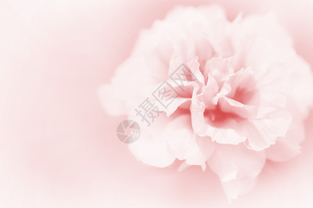 美丽的鲜花花朵花束香气水彩插图礼物荒野桌面玫瑰植物背景图片