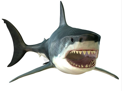 鲨鱼嘴大白鲨嘴背景