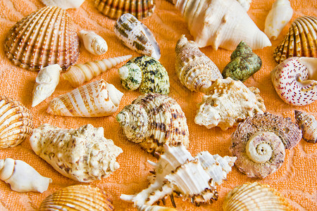 贝壳杂色海星毛巾背景图片