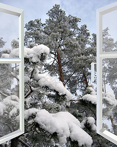 窗口开到雪冬林高清图片