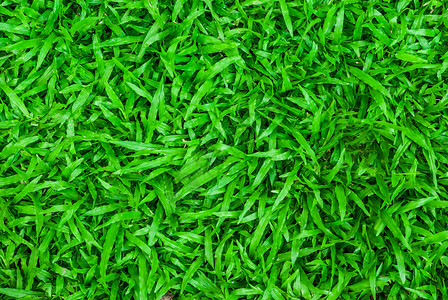 绿草背景推杆贵族娱乐生长课程场地植物玩家地毯草地背景图片
