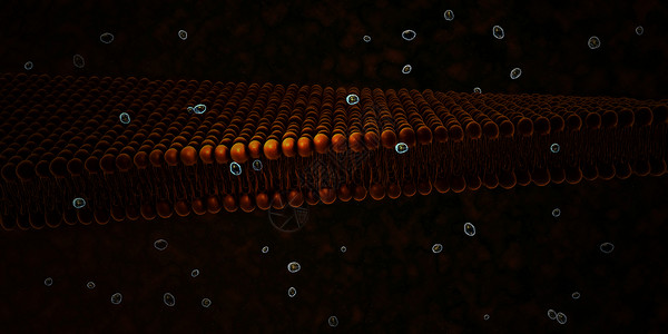 A 单元格的等离子膜骨架科学外设细胞质糖脂原生质药品宏观插图细胞背景图片