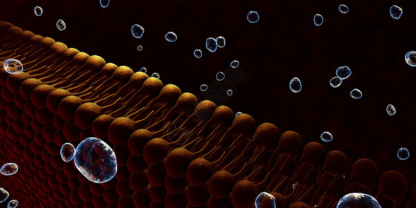 A 单元格的等离子膜细胞膜糖脂插图骨架生物生物学质膜细胞质原生质科学背景图片