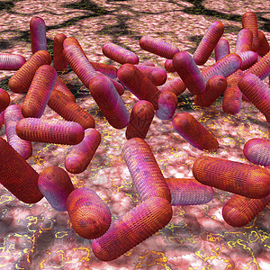 出血性肠道细菌使成为高清图片