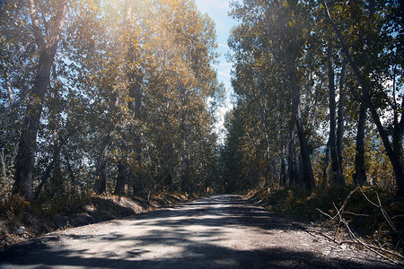 国家公路木头日光木材阳光城市自由小路天气农村树林高清图片