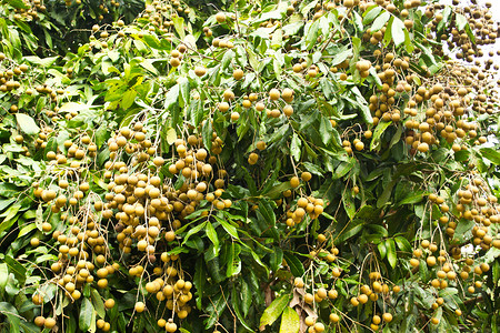 桂圆树龙眼果园树上的龙眼果桂圆国家生产食物季节性棕色营养农场甜点树叶背景