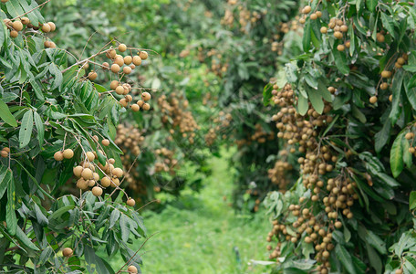 桂圆树树上有新鲜的长须绿色棕色种子水果团体食物季节性热带异国营养背景