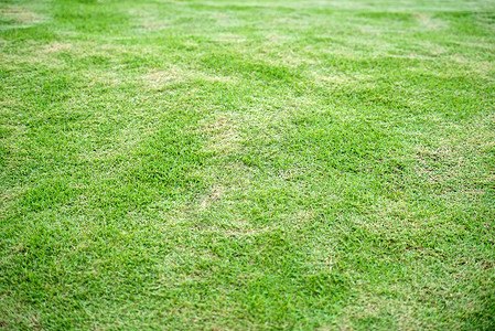 草背景足球场摄影绿色场地橄榄球场运动场草皮纹理球场背景图片