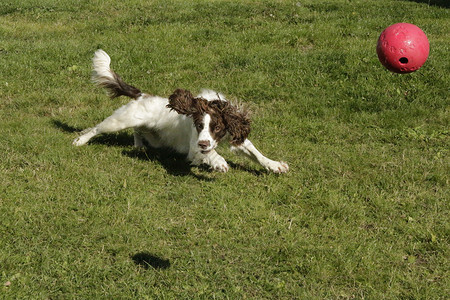 狗追狗球英国史宾格犬高清图片