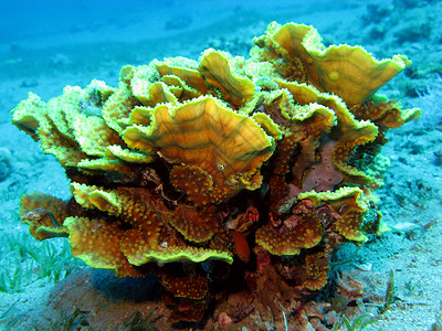 区间测速热带海底的图尔比马亚重新形成红外生物区间珊瑚礁和大黄珊瑚背景