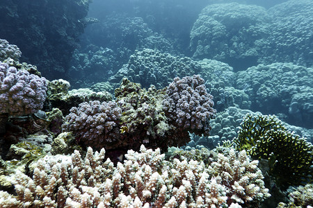 德文郡杯状珊瑚菜花珊瑚珊瑚花园高清图片