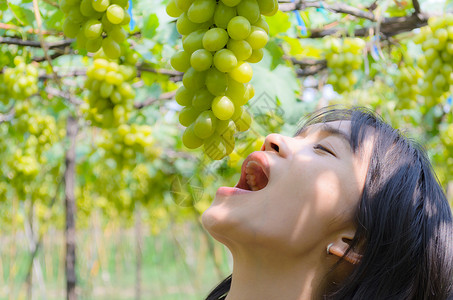 葡萄园中吃绿葡萄的妇女背景图片