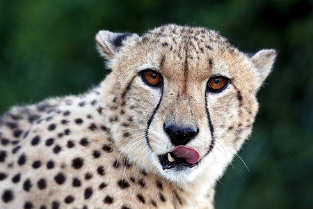 猎豹脸猫科动物危险的高清图片