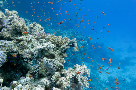 报公众号背景珊瑚礁与软珊瑚和硬珊瑚与异国情调的鱼 anthias 在热带海底的蓝色水背景盐水动物海床海洋生物浮潜橙子石珊瑚潜水紫色鹿角背景