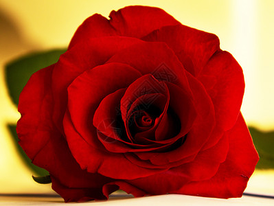 玫瑰乐趣植物热情凯尔灯生活红色花朵植物群背景