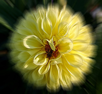 黄黄色黄色花瓣背景图片