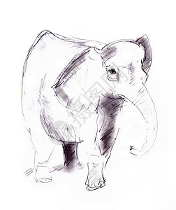 大象哺乳动物草图树干动物荒野手绘艺术品绘画背景图片