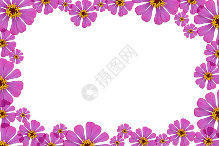 Zinnia花朵植物植物学明信片花粉叶子植物群写作生长美丽季节背景图片
