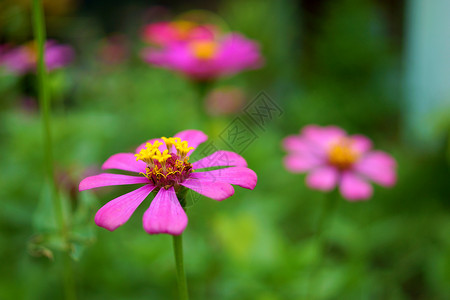 Zinnia花朵花束写作木板季节植物学公告明信片庆典种子美丽背景图片