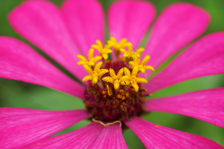 Zinnia花朵花粉叶子木板美丽植物学花园季节植物花束生长背景图片