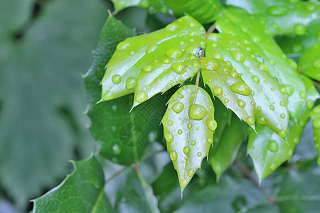 复古纽约城雨水滴季节艺术枝条树叶森林宏观框架松树边界背景