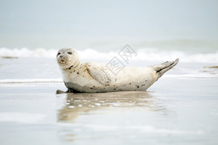 海豹玩皮球婴儿灰海豹在海滩上放松荒野毛皮哺乳动物新生海藻小狗沙丘海岸沙地白色背景