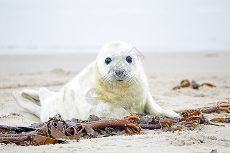 可爱小海豹白色灰色海豹的白灰小海豹 在沙滩和大海面上显得不自在新生海滩荒野哺乳动物小狗毛皮海岸沙地婴儿沙丘背景