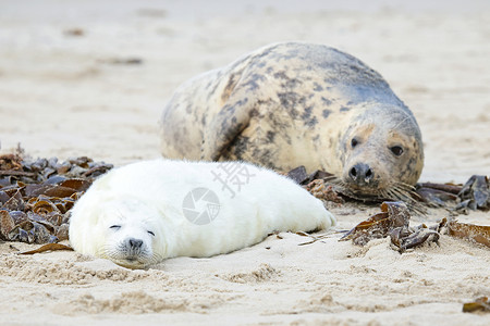 海豹玩皮球母亲和婴儿海豹在海滩上动物新生小狗沙地荒野海藻沙丘白色海岸毛皮背景