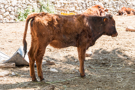 奶牛眼睛干草场景奶制品农业头发哺乳动物牛奶毛皮小牛高清图片