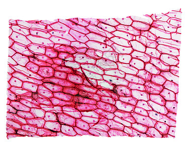 洋葱表皮细胞洋葱皮层显微镜实验室细胞核幻灯片照片微图皮肤光显微表皮光学宏观背景