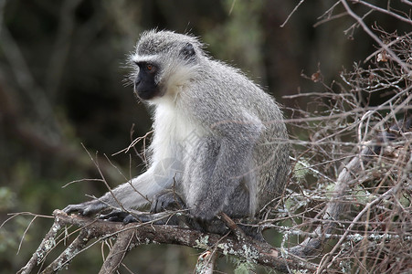 尾猿科灰色的南非高清图片