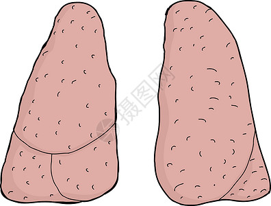 人类肺病器官插图手绘卡通片呼吸系统背景图片