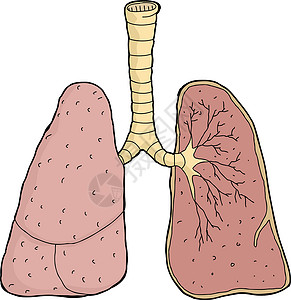 肺部交叉科背景图片