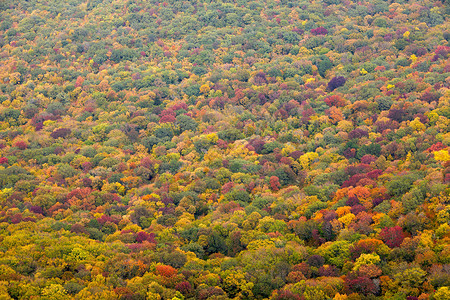 秋季叶子季节风景环境农村公园橙子场景树叶全景高清图片