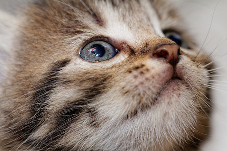 小可爱小猫柔软度荒野野生动物宠物猫科动物胡须条纹猫咪动物哺乳动物背景图片