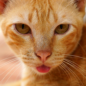 粉色舌头的猫猫类肖像宠物灰色猫科横幅猫咪短发小猫工作室白色胡须背景