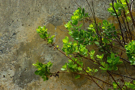 墙上的树绿色橙子登山者植物棕色背景图片