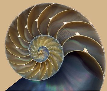 数学形状Nautilus 贝壳模式背景