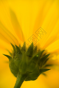 耶路撒冷艺术节 托皮那博尔花朵细节块茎向日葵植物季节性地球花瓣黄色季节太阳防晒霜背景图片
