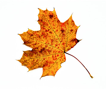 在白背景上孤立的秋天绿叶棕色植物学森林静脉橙子红色季节白色黄色宏观背景图片