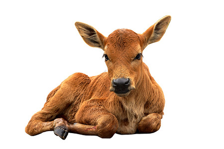 小牛素材路上有一只幼牛新生家畜警报畜牧业动物哺乳动物棕褐色小牛后代牧场背景